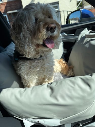 Customer photo review of The Dog Dock V2 New & Improved with ISO Fix