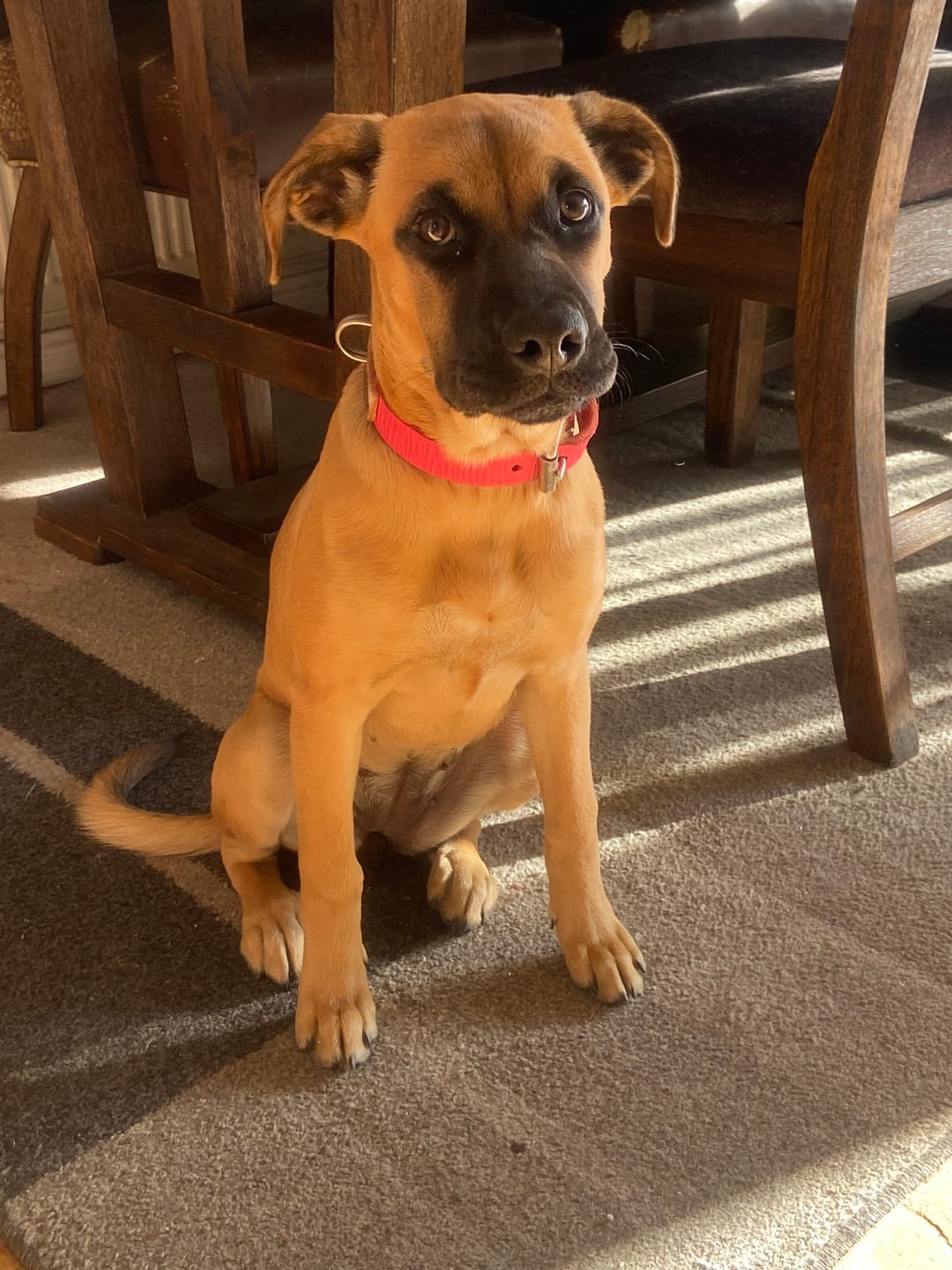Customer photo review of Collar Duke Fucsia Corrugado/Gris