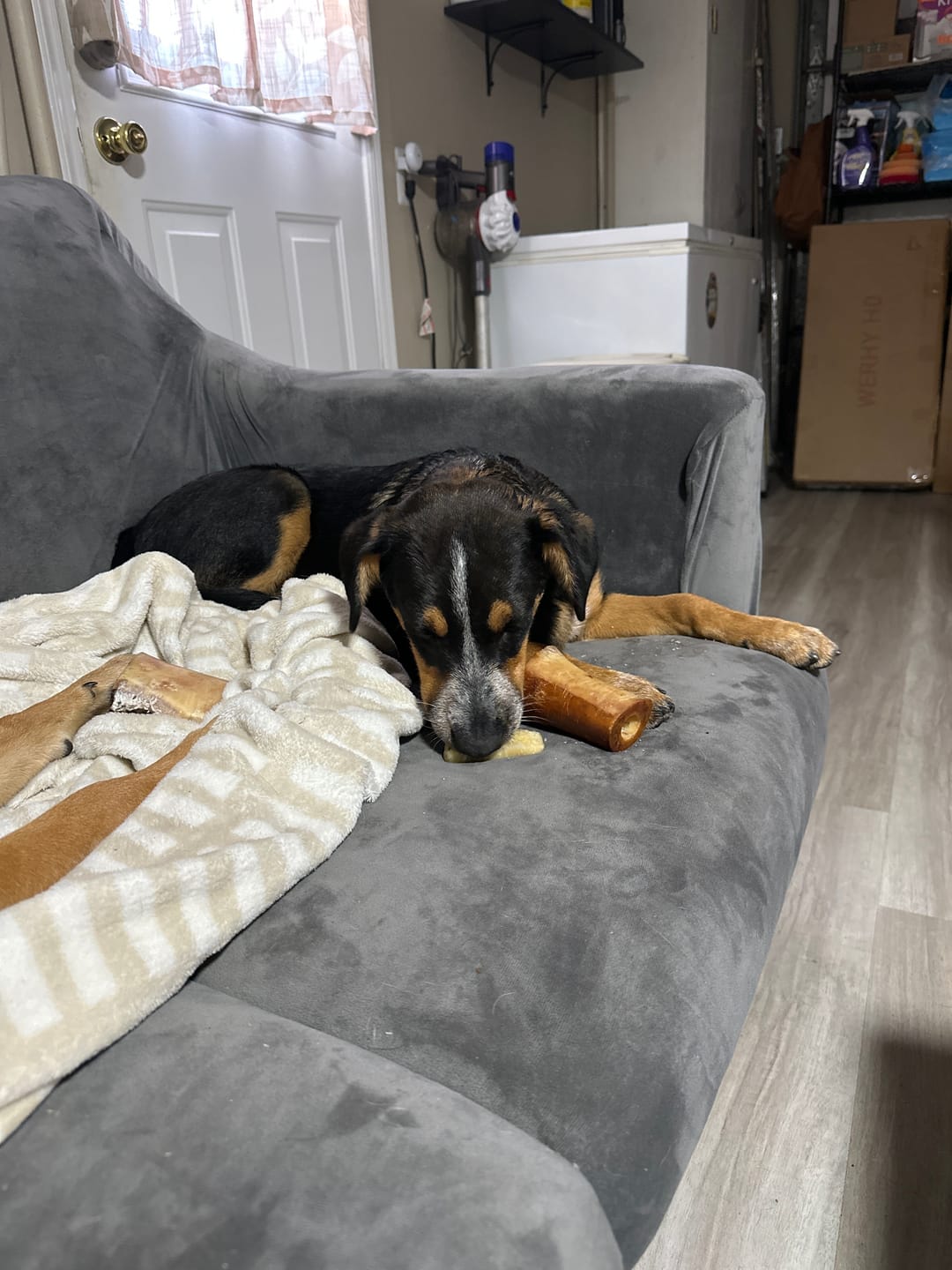 Customer photo review of Himalayan Yak Cheese Chew Dog Treat