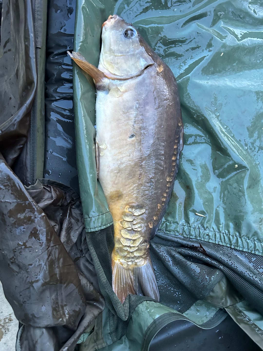 Customer photo review of Jelly Wire 20m
