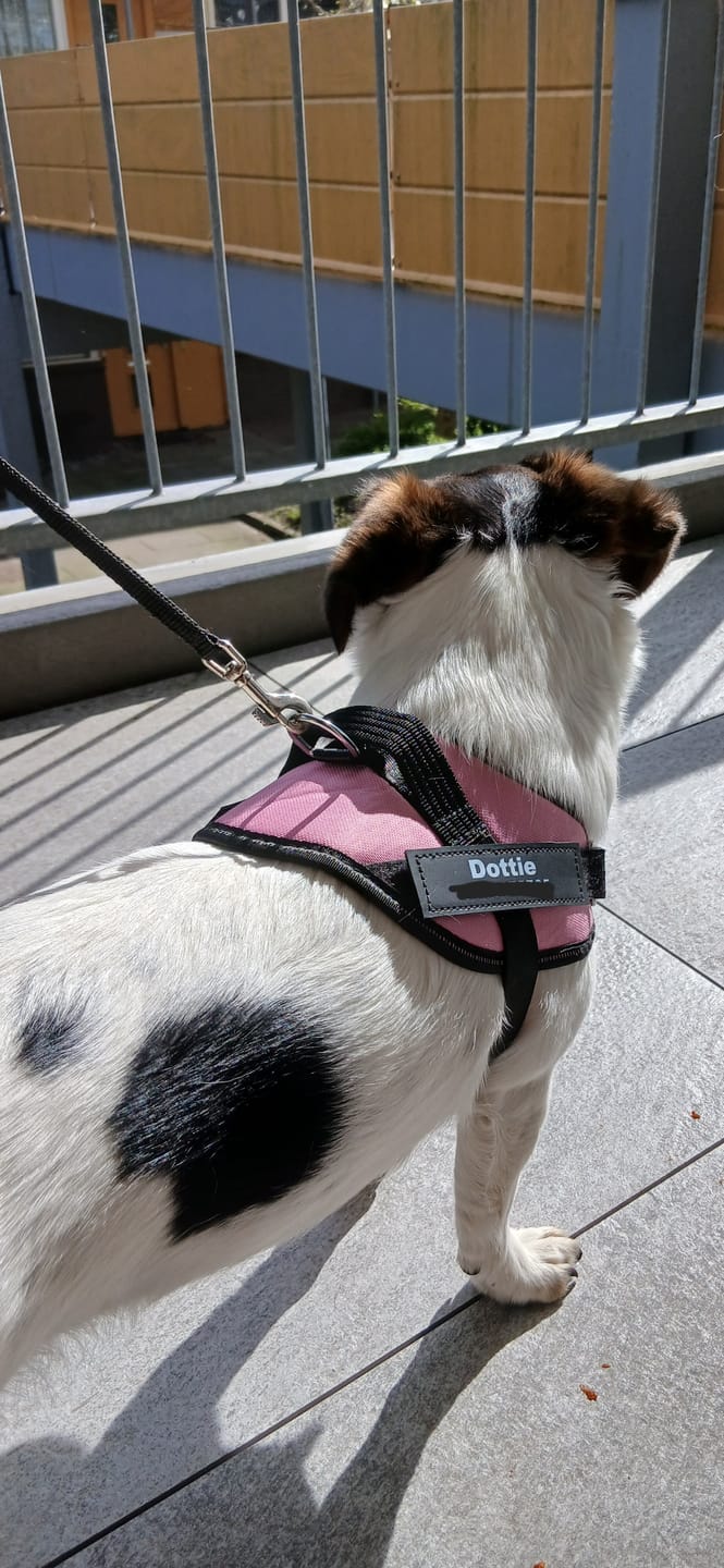 Customer photo review of PawGuard - Gepersonaliseerd Hondentuigje