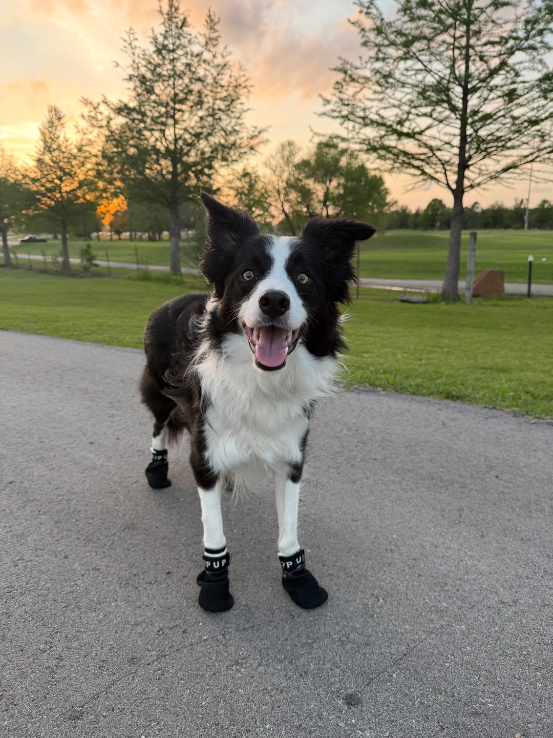 Customer photo review of AIR PUP SPRINTERS - SET OF 4