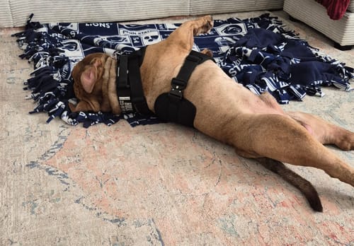 Customer photo review of No Pull Bully Proof Harness