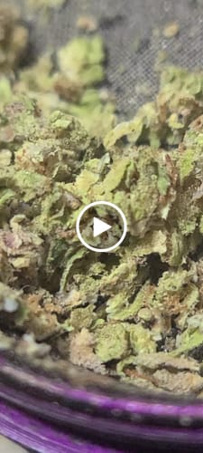 Customer video review of Greenhouse Smalls