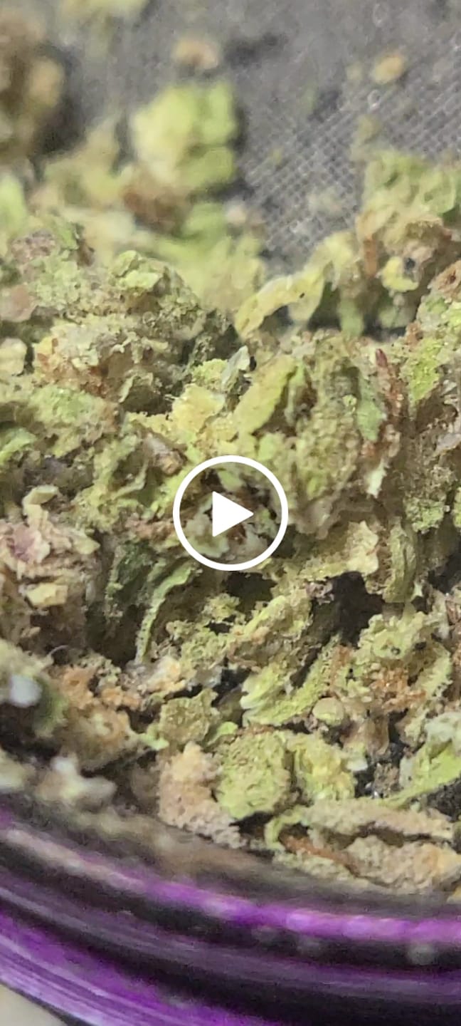 Customer video review of Greenhouse Smalls