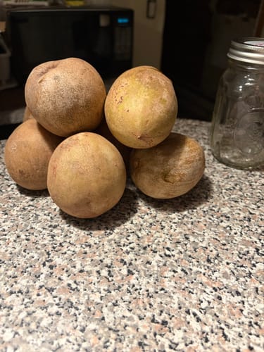 Customer photo review of Sapodilla (Nispero/Naseberry)