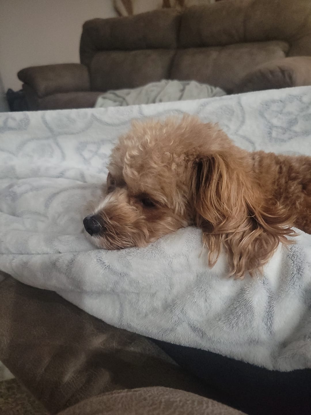 Customer photo review of Seizures - Dogs