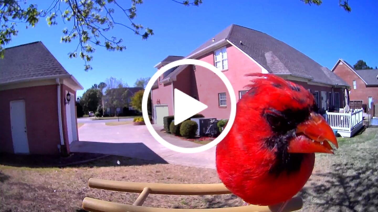 Customer video review of Birdfy Feeder Bamboo Mini - Bird Feeder With Camera