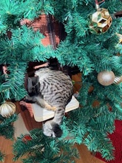 Customer photo review of Cat Christmas Tree - Sep 2026