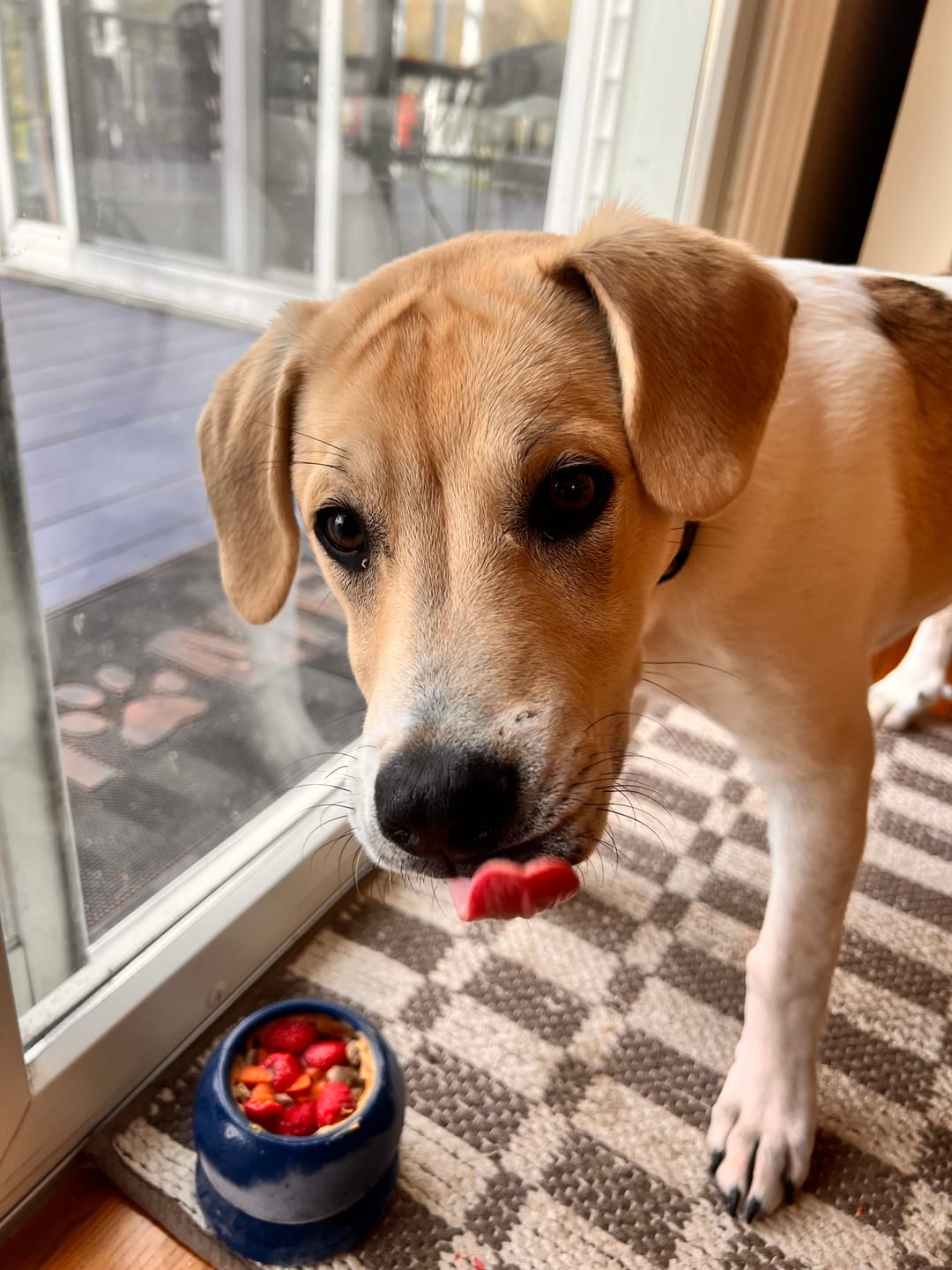 Customer photo review of Freezball - Durable Fillable Dog Chew Bone