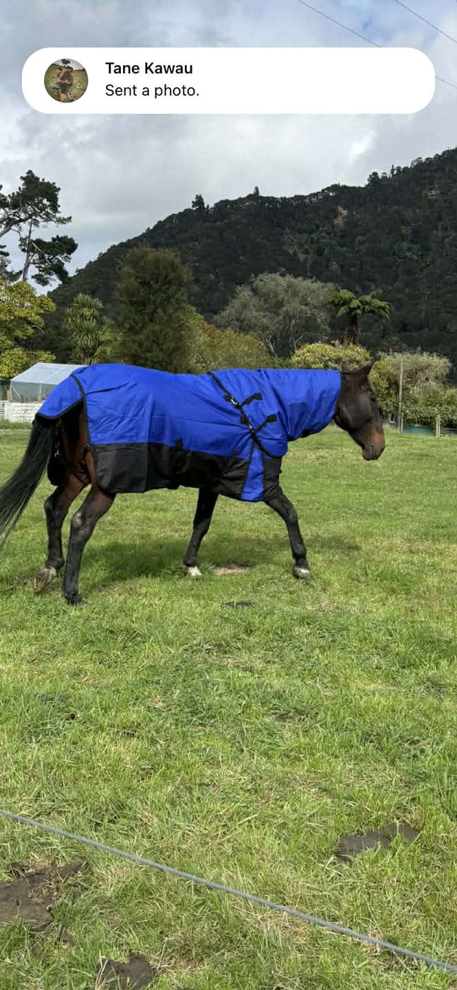 Customer photo review of NZ Tack Duke 1200d Detacha-neck