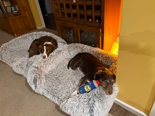 Customer photo review of Pet Orthopaedic Bed