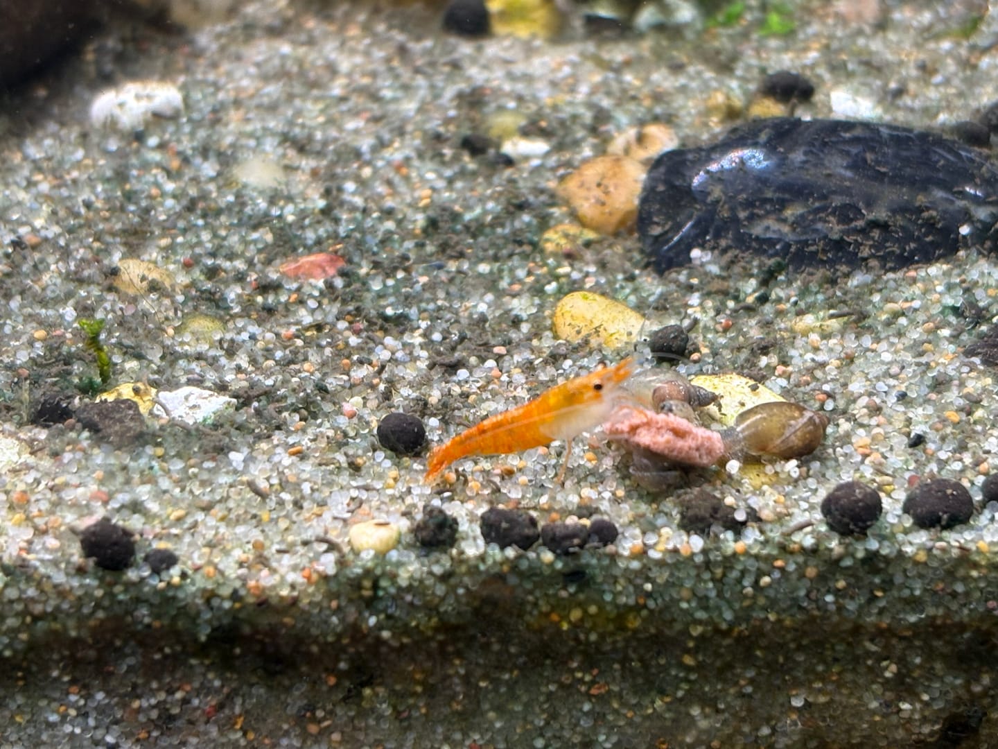 Customer photo review of Orange Sunkist Shrimp