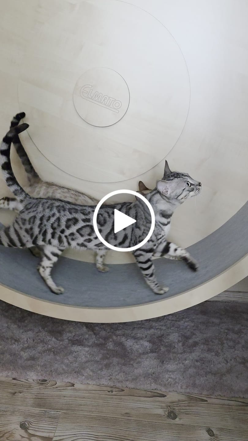 Customer video review of Elmato Katzenlaufrad Rocky Wandlaufrad