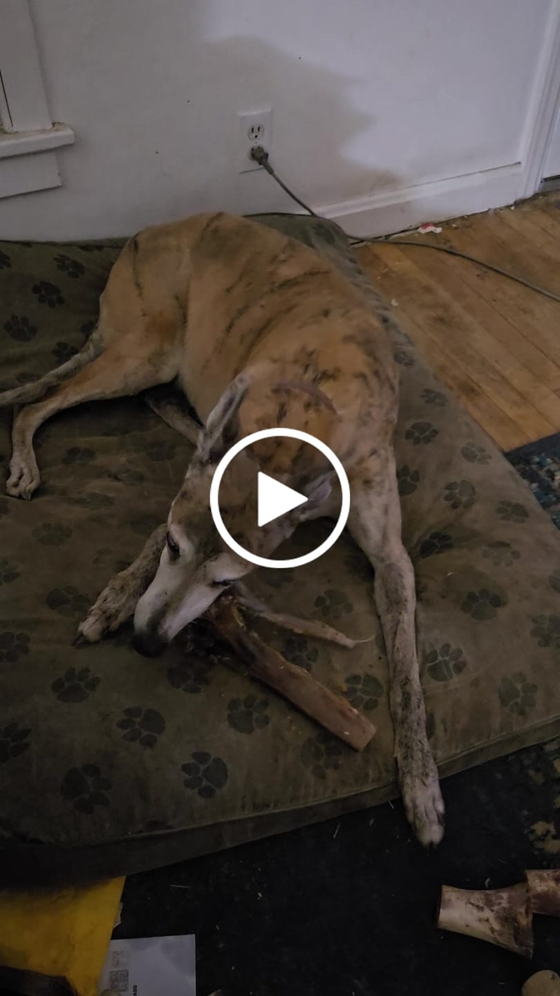 Customer video review of Large Ostrich Cane (11.5" x 5"): The Ultimate Long-Lasting Chew for Medium, Large & XL Dogs
