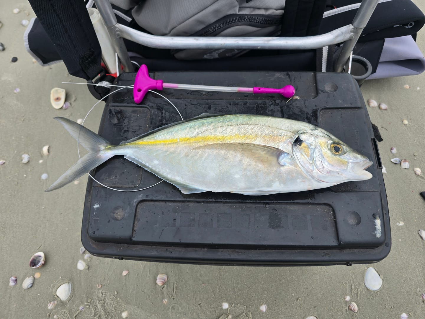 Customer photo review of Assassin - Bluefish Zero Razor Edition 15' MH  - Surf Casting Rod