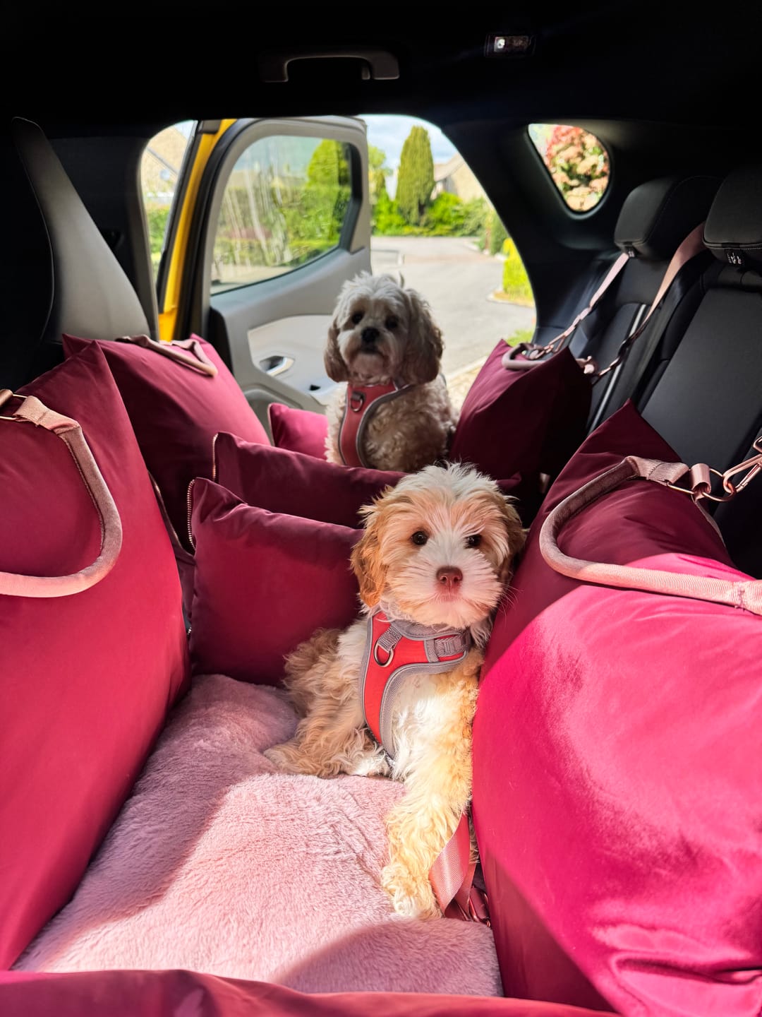 Customer photo review of Travel Dog Pod - Rosewood