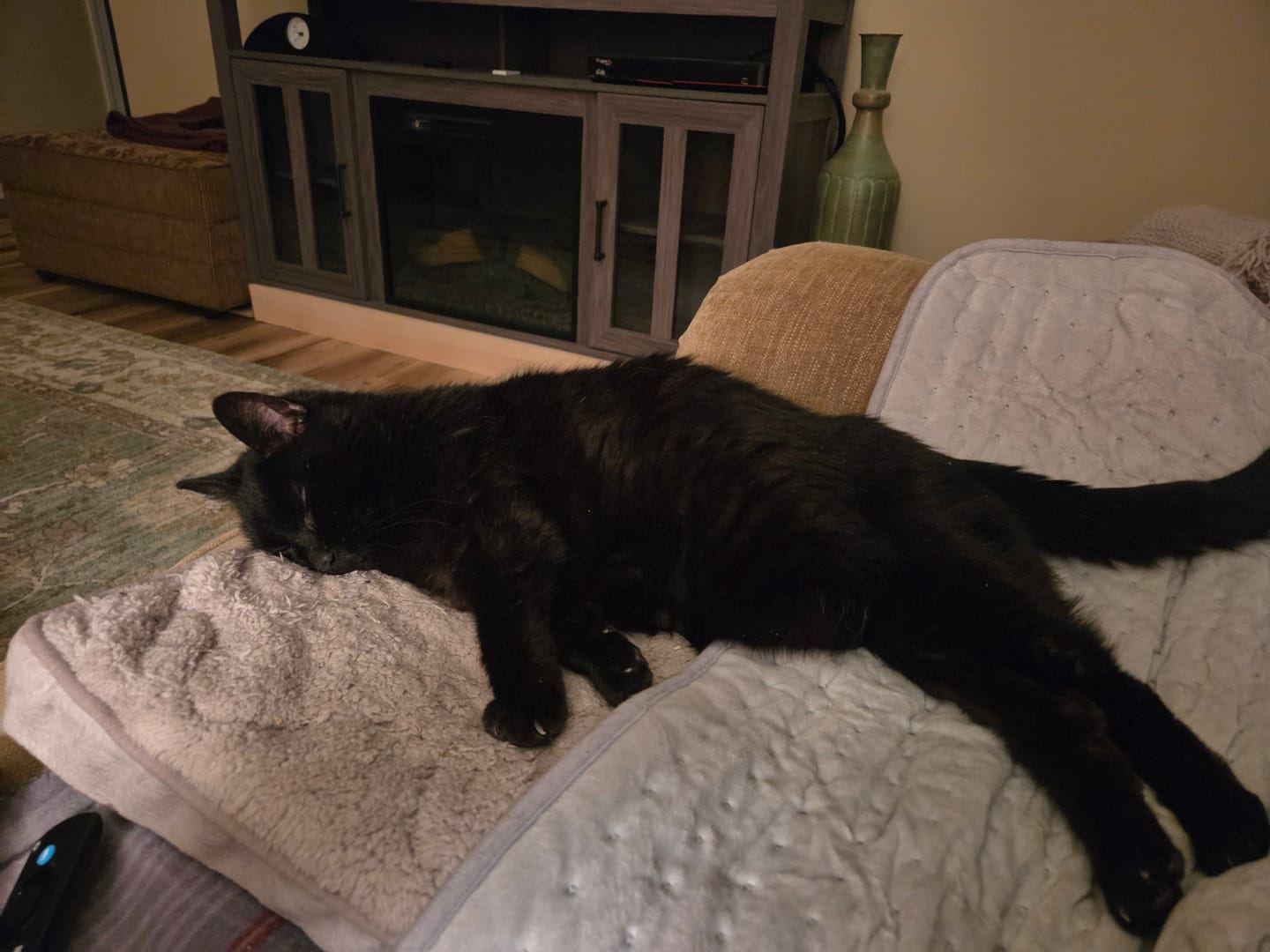 Customer photo review of Breathe Easy Cat Cold, Sneezing & Respiratory Support