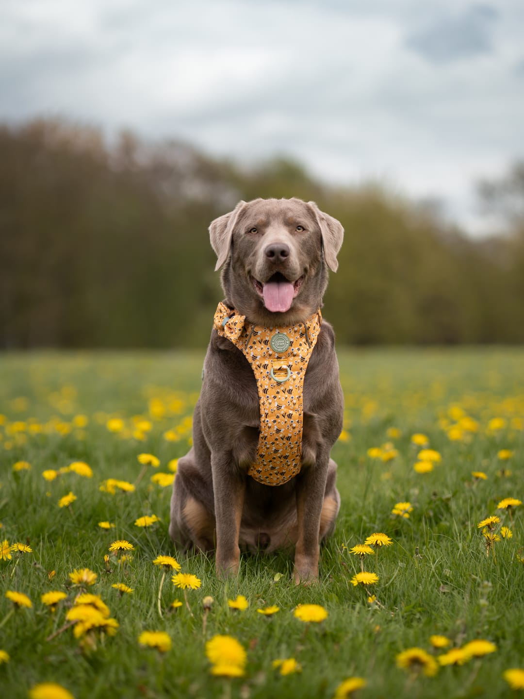 Customer photo review of Trail & Glow Dog Harness & Lead Set - Colour Drops - Wanna-Bee