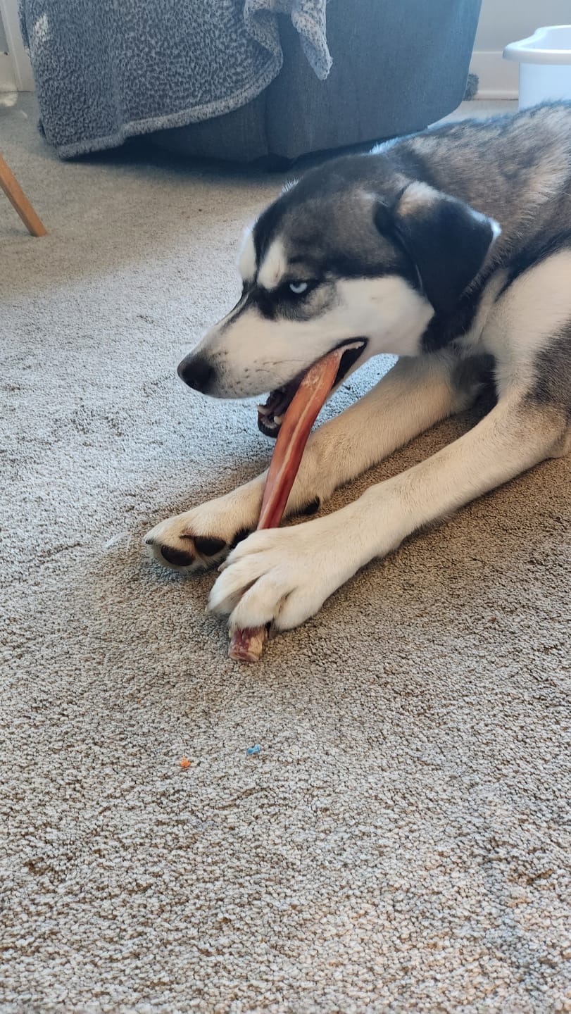 Customer photo review of 12 Inch Monster Bully Stick