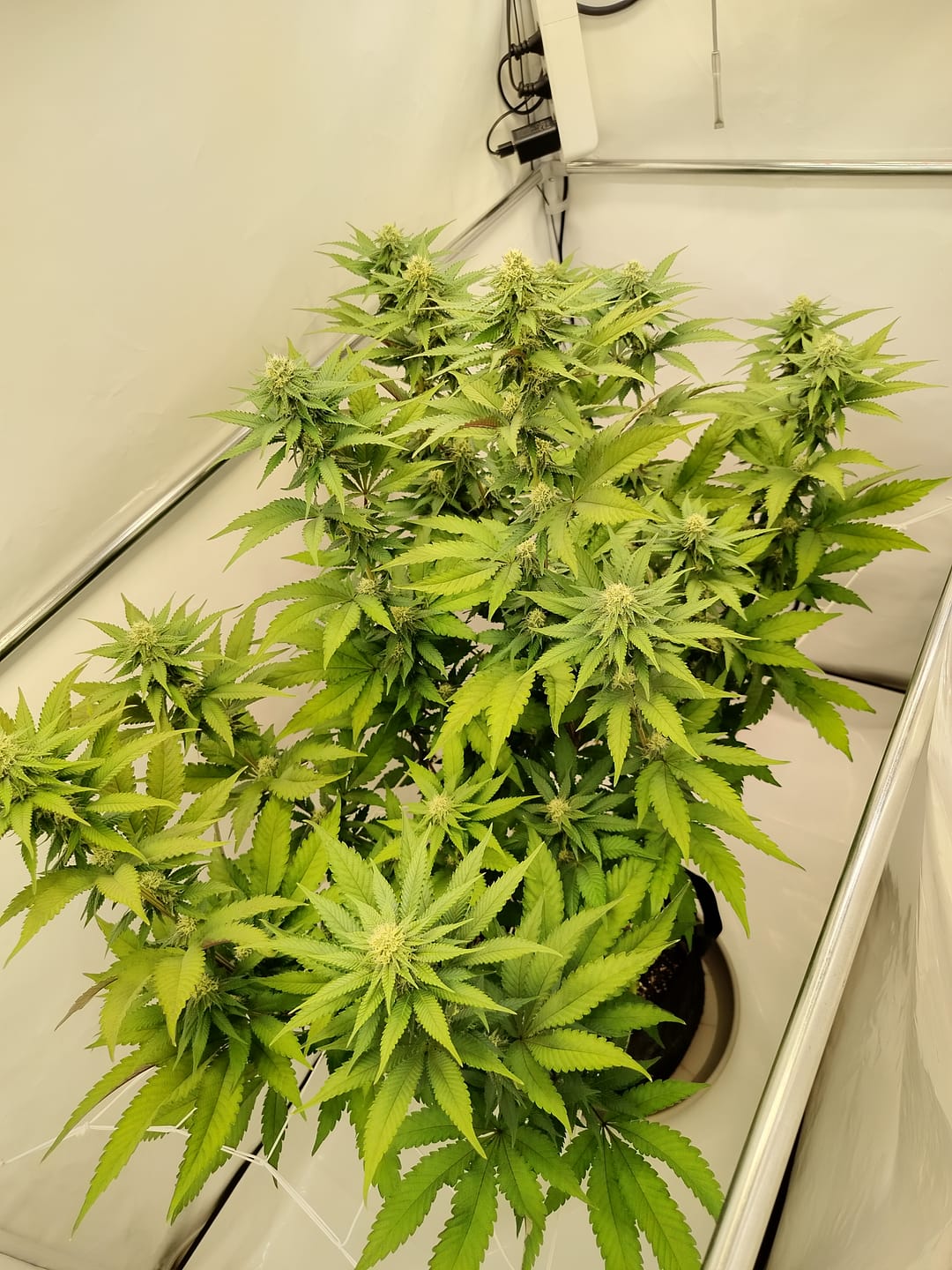 Customer photo review of Premium Pulverdünger | VBX + SHINE für Erde & Hydro