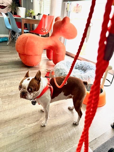 Customer photo review of Found My Animal Orange Cotton Dog & Cat Harness – Adjustable, Durable & Stylish