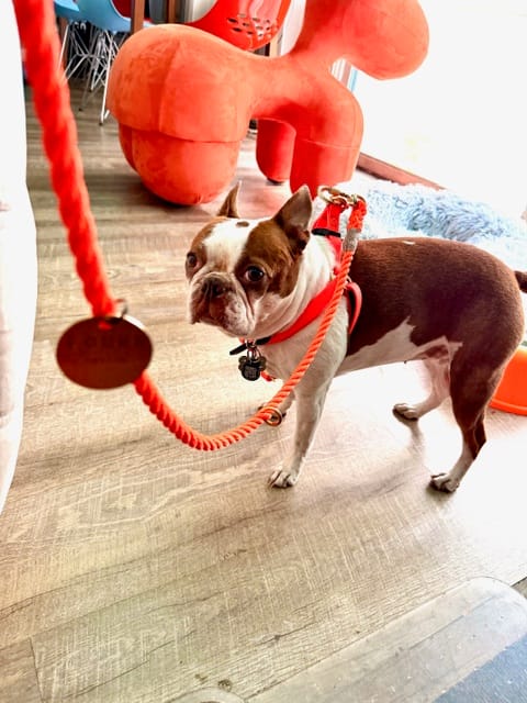 Customer photo review of Rescue Orange Rope Dog Leash, Adjustable - Found My Animal