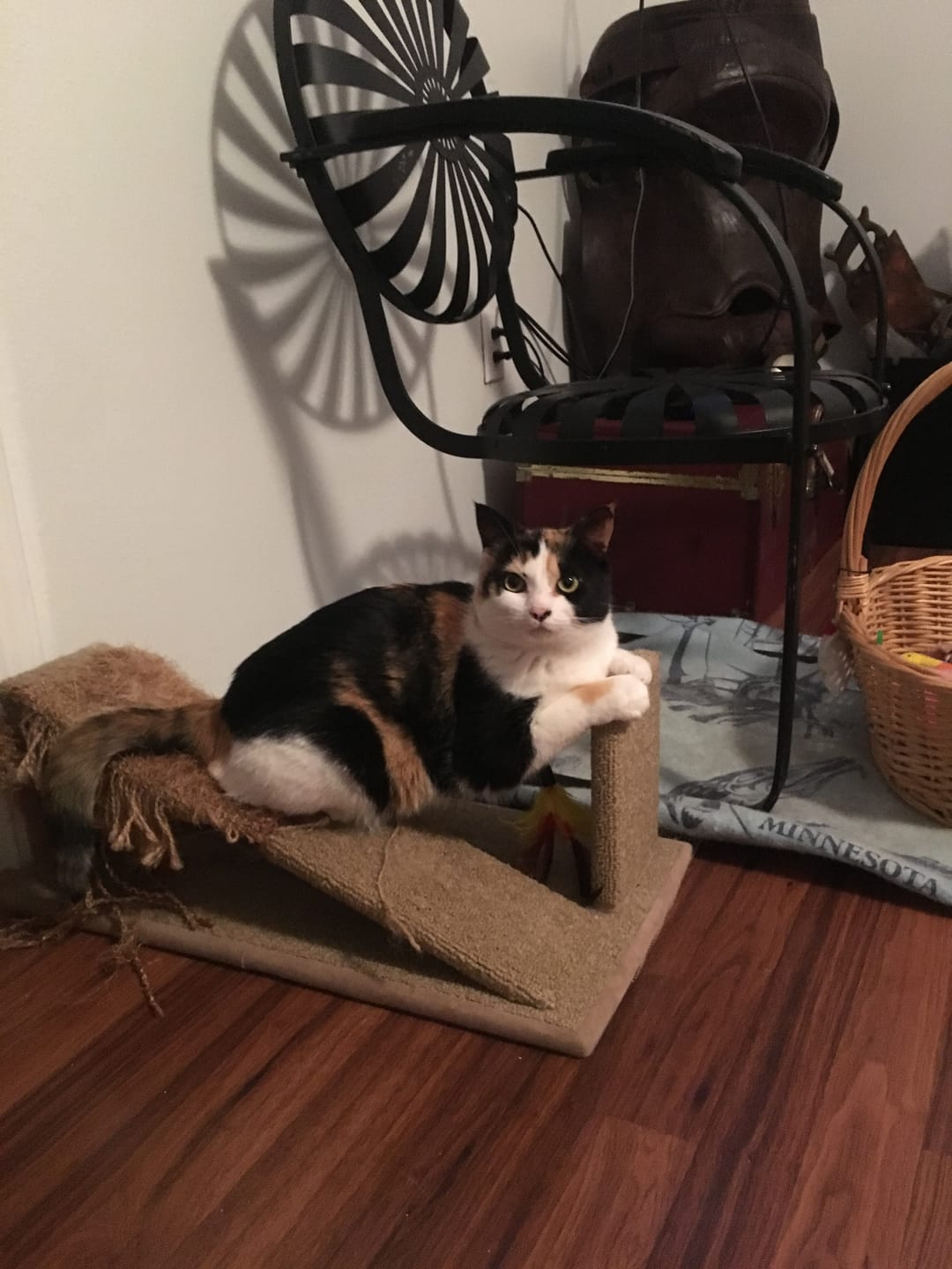 Customer photo review of Michu Natural Clumping Tofu Cat Litter 5.5lb/88oz