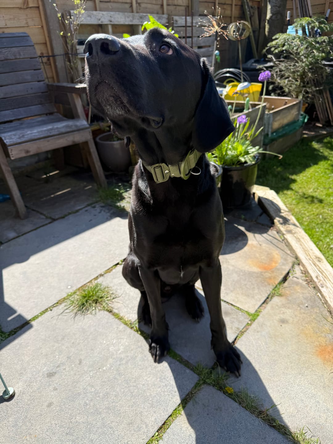 Customer photo review of 4cm LIGHTER Combat® Collar | With Handle Rated Clip - Khaki x Khaki