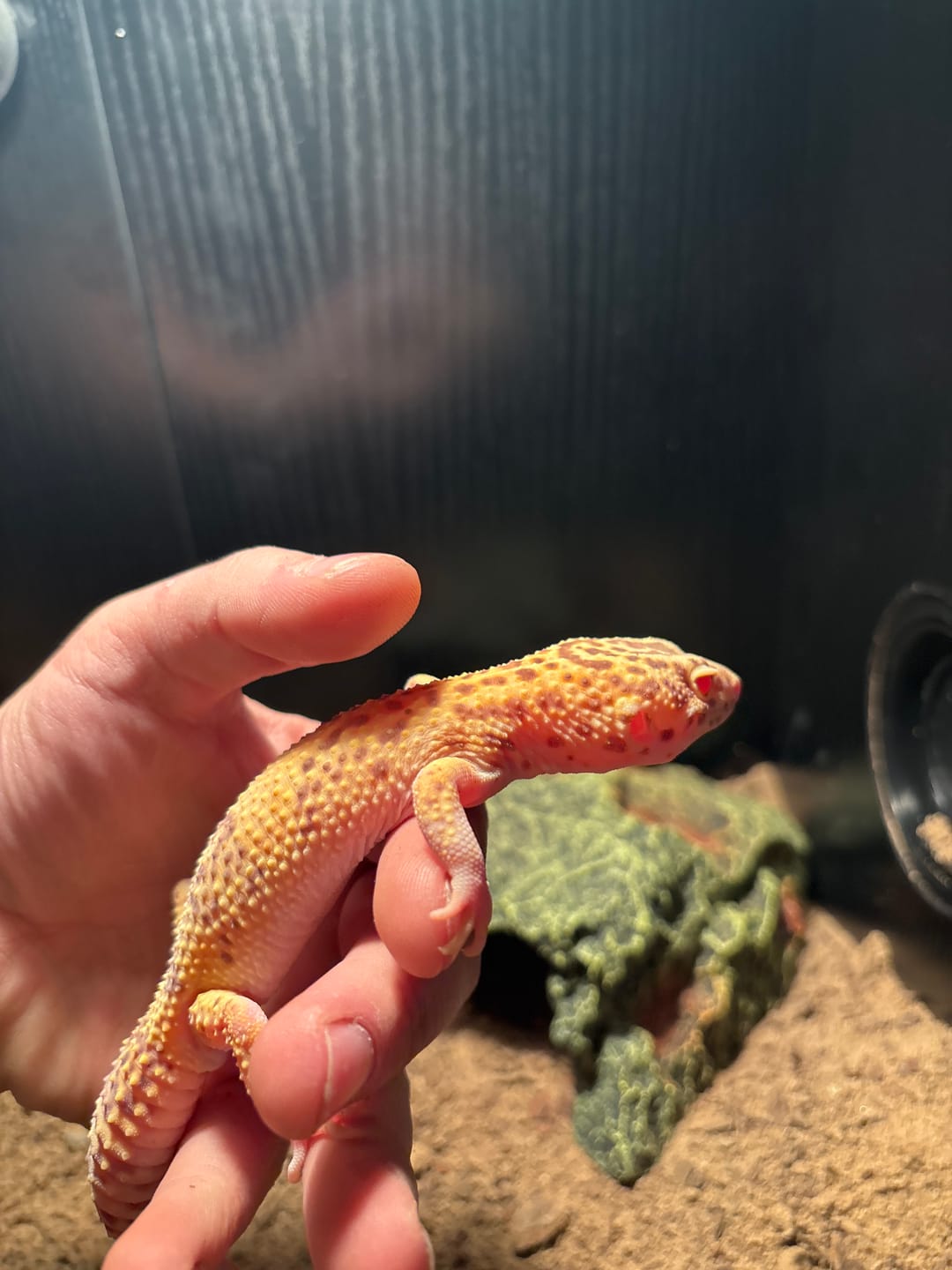 Customer photo review of Male Super Giant Blood RADAR (1 solid red eye)