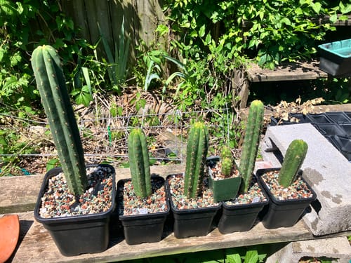 Customer photo review of Trichocereus Hybrids | Exact Hybrid Crosses