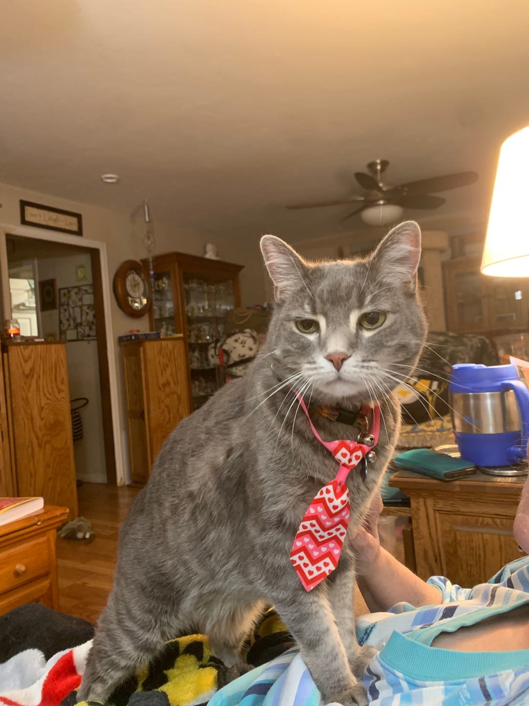 Customer photo review of Breathe Easy Cat Cold, Sneezing & Respiratory Support