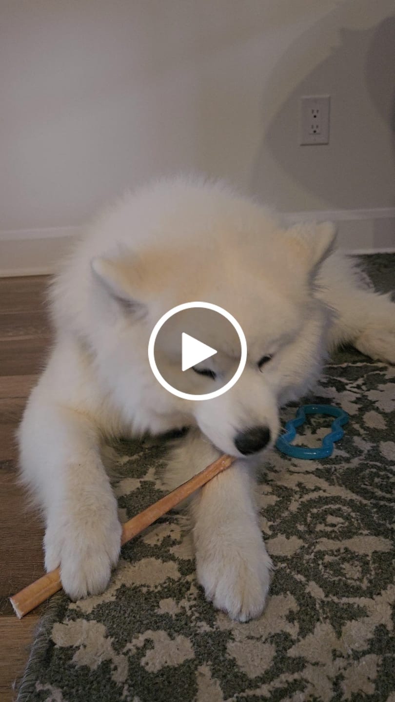 Customer video review of 12 Inch Jumbo Bully Stick
