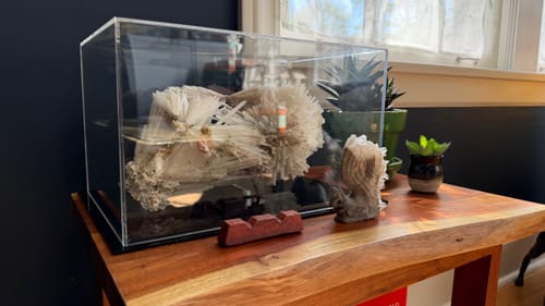Customer photo review of Versatile Display Case - Rectangle Box 12 x 8.25 x 7.25 - Clear (A018/V40)