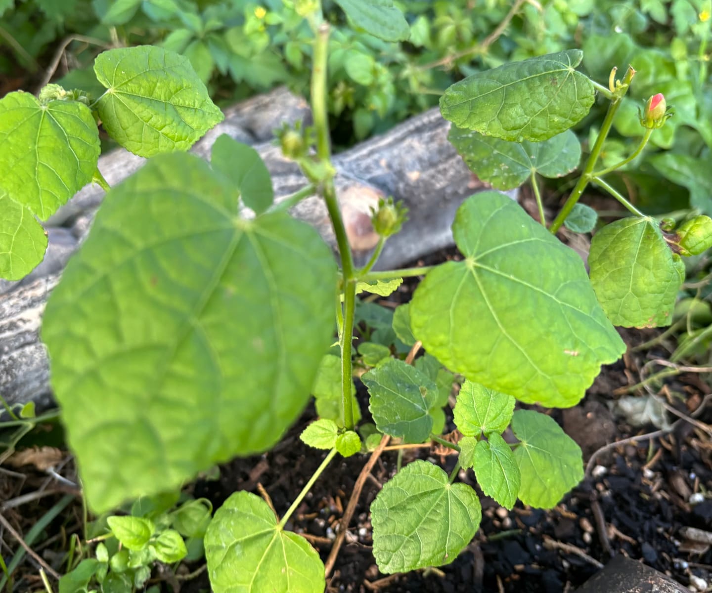 Customer photo review of Turk's Cap - Pink