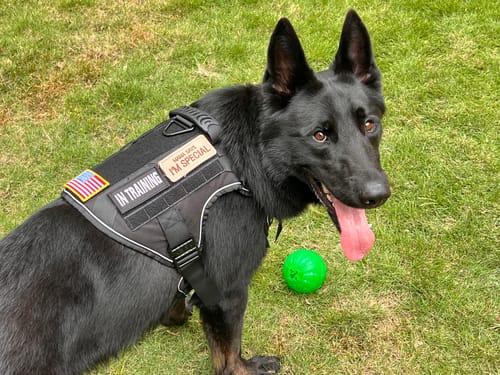 Percy wearing a Team K9 harness on the grass