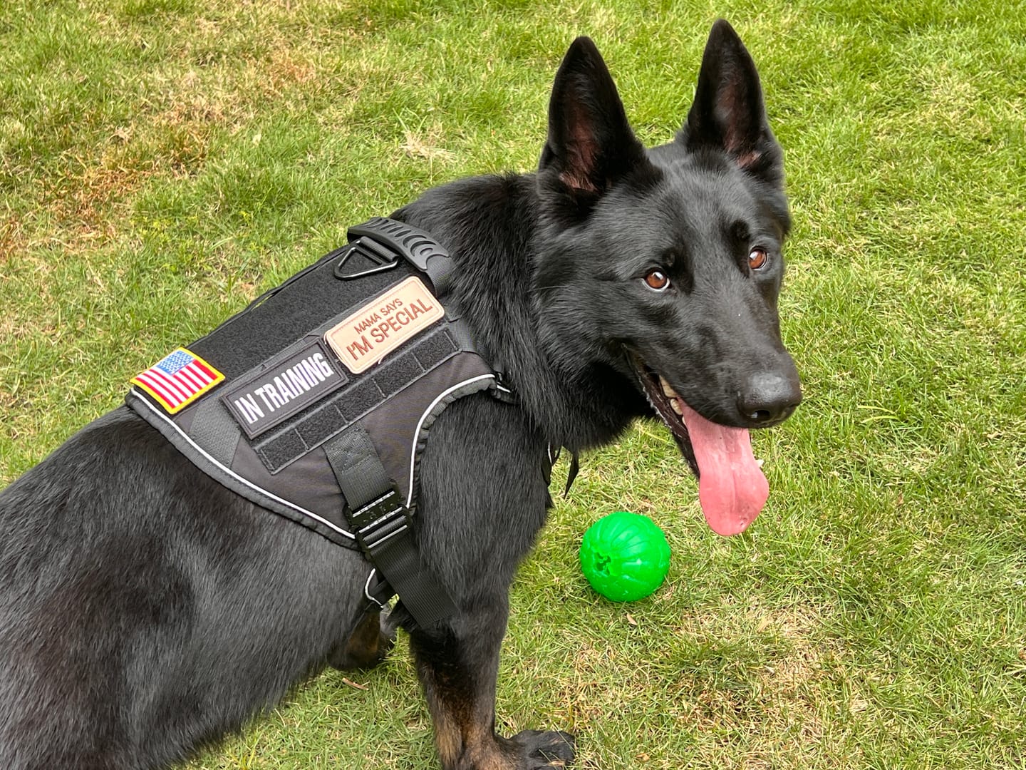 Customer photo review of NEW Upgraded Tactical No-Pull Team K9™ Dog Harness with 4 Quick-Release Metal Buckles, Reinforced Front & Back V-Rings, Hook & Loop Panels, Adjustable Straps, Reflective Strips, & Top Handle