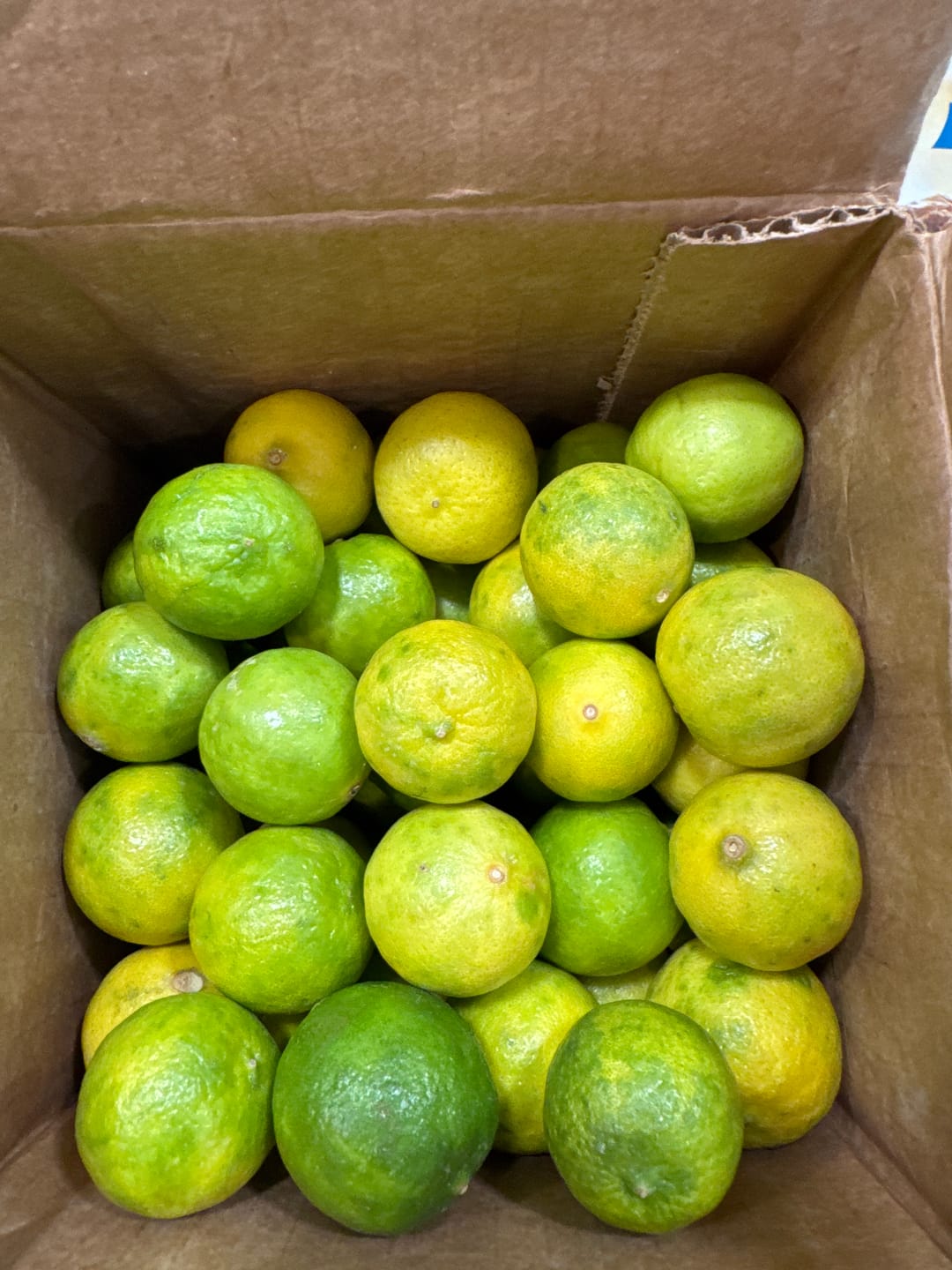 Customer photo review of Organic Key Limes 3 lbs