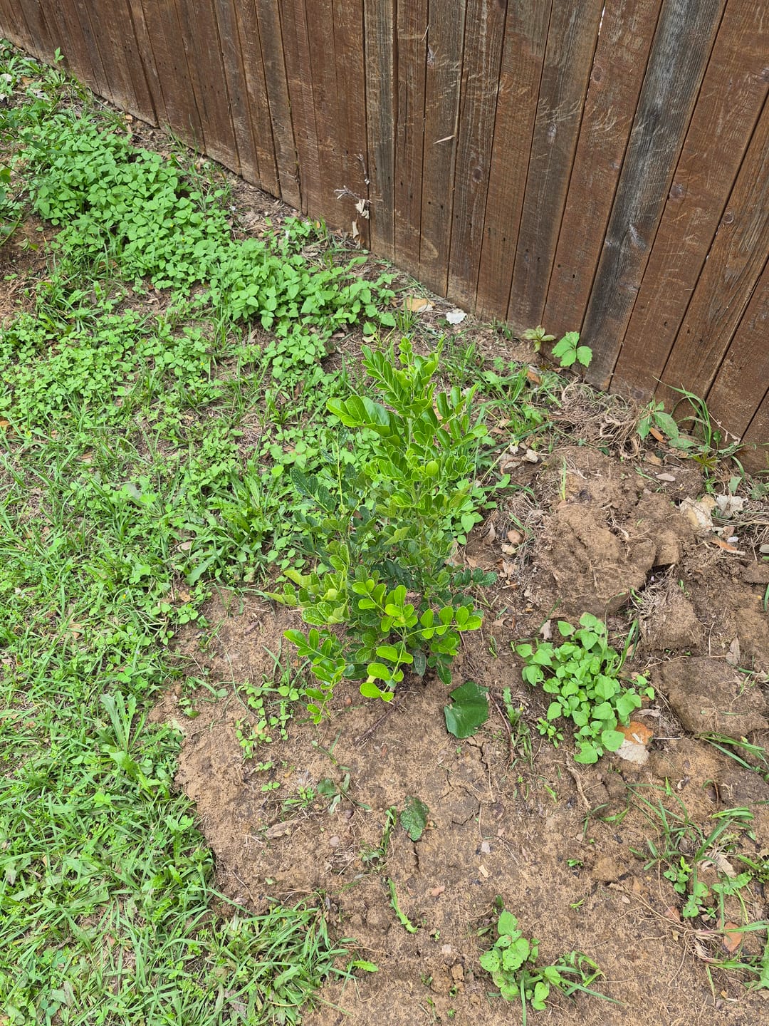 Customer photo review of Texas Mountain Laurel
