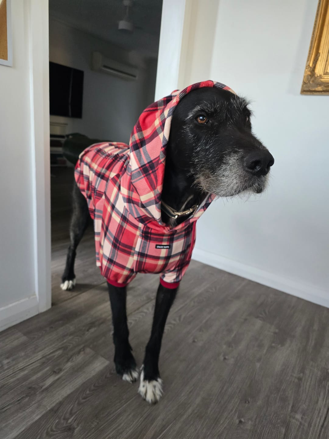 Customer photo review of Red Plaid Dog Hoodie