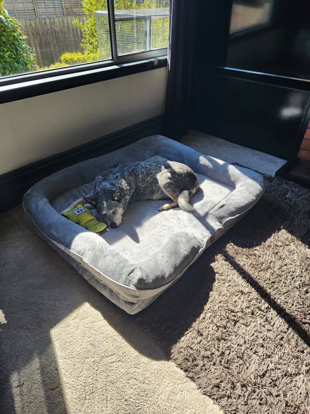 Customer photo review of Memory Foam Pet Sofa Bed