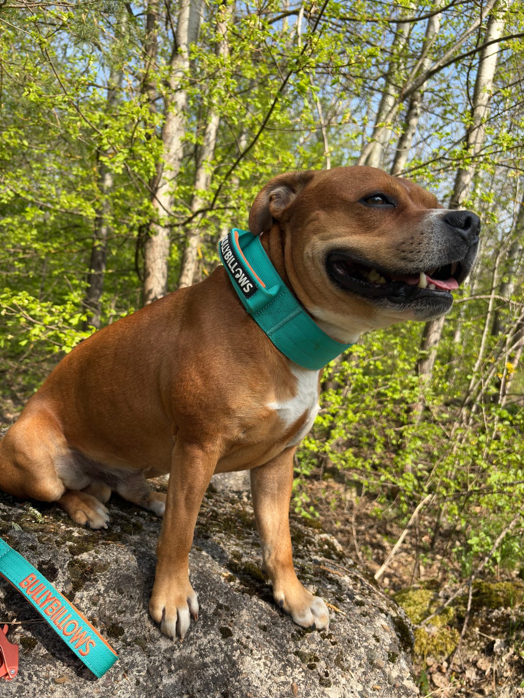 Customer photo review of 5cm Lighter Combat® Collar | With Handle Secure Clip - Turquoise x Orange