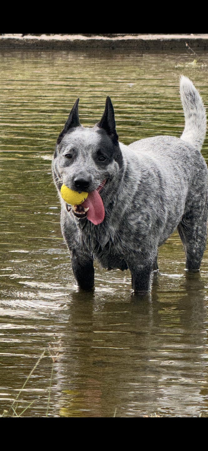 Customer photo review of Astro Ball - Medium 2 Pack