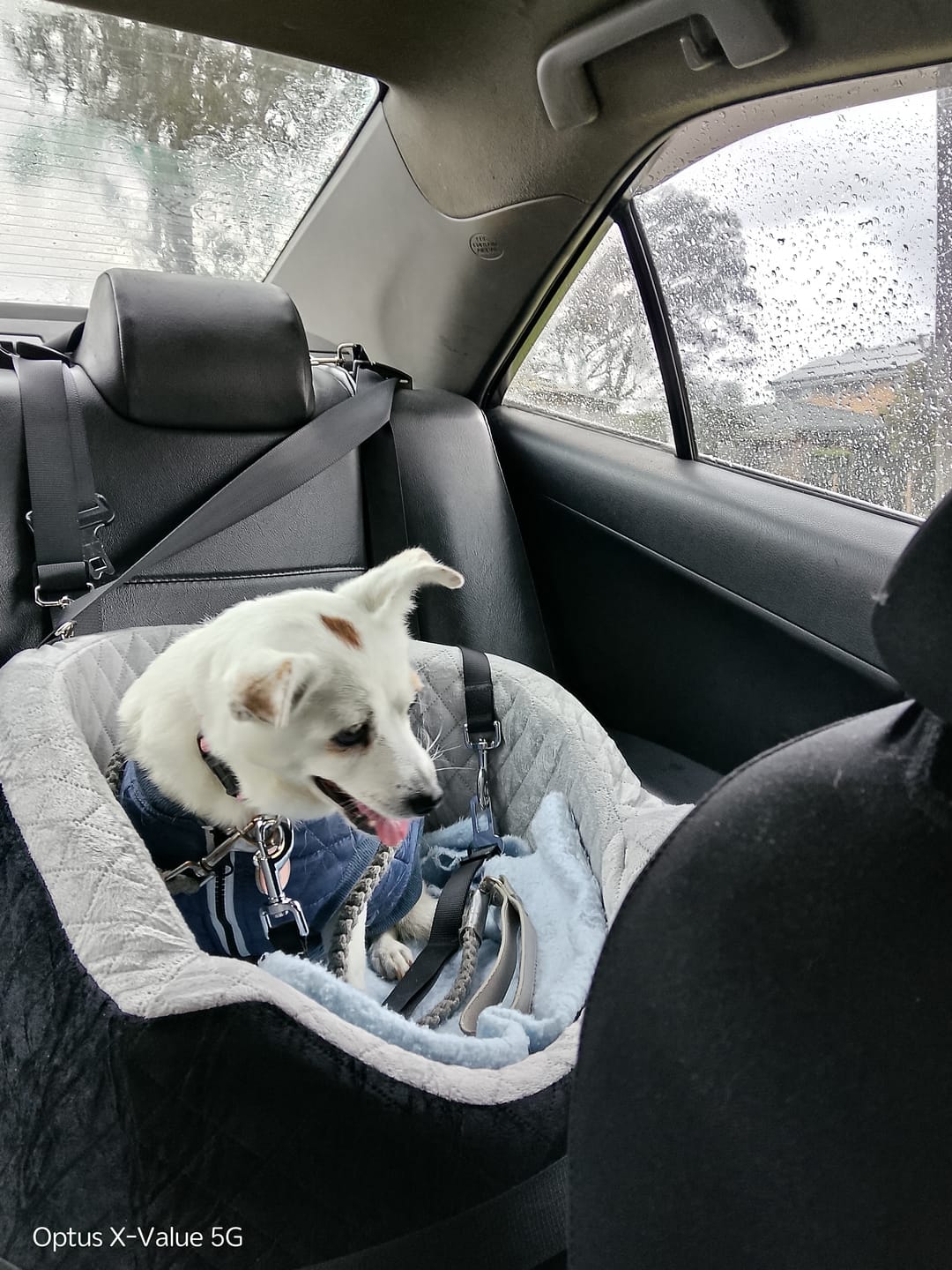 Customer photo review of Dog Car Booster Seat
