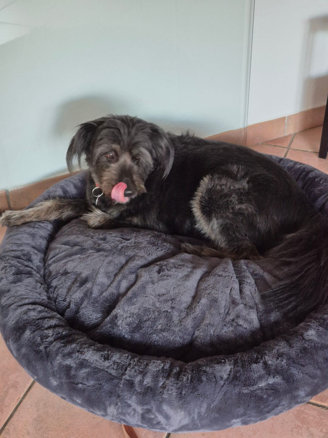 Customer photo review of Orthopädisches Hundebett Deluxe