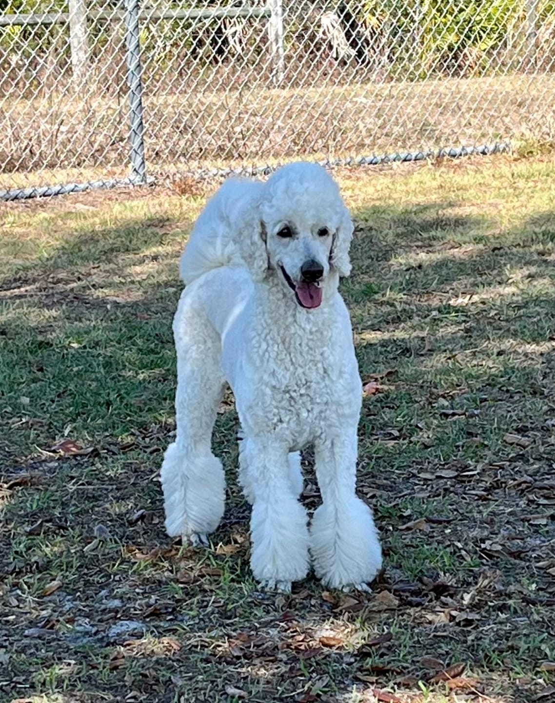 Customer photo review of Freeze-Dried Rabbit Mix