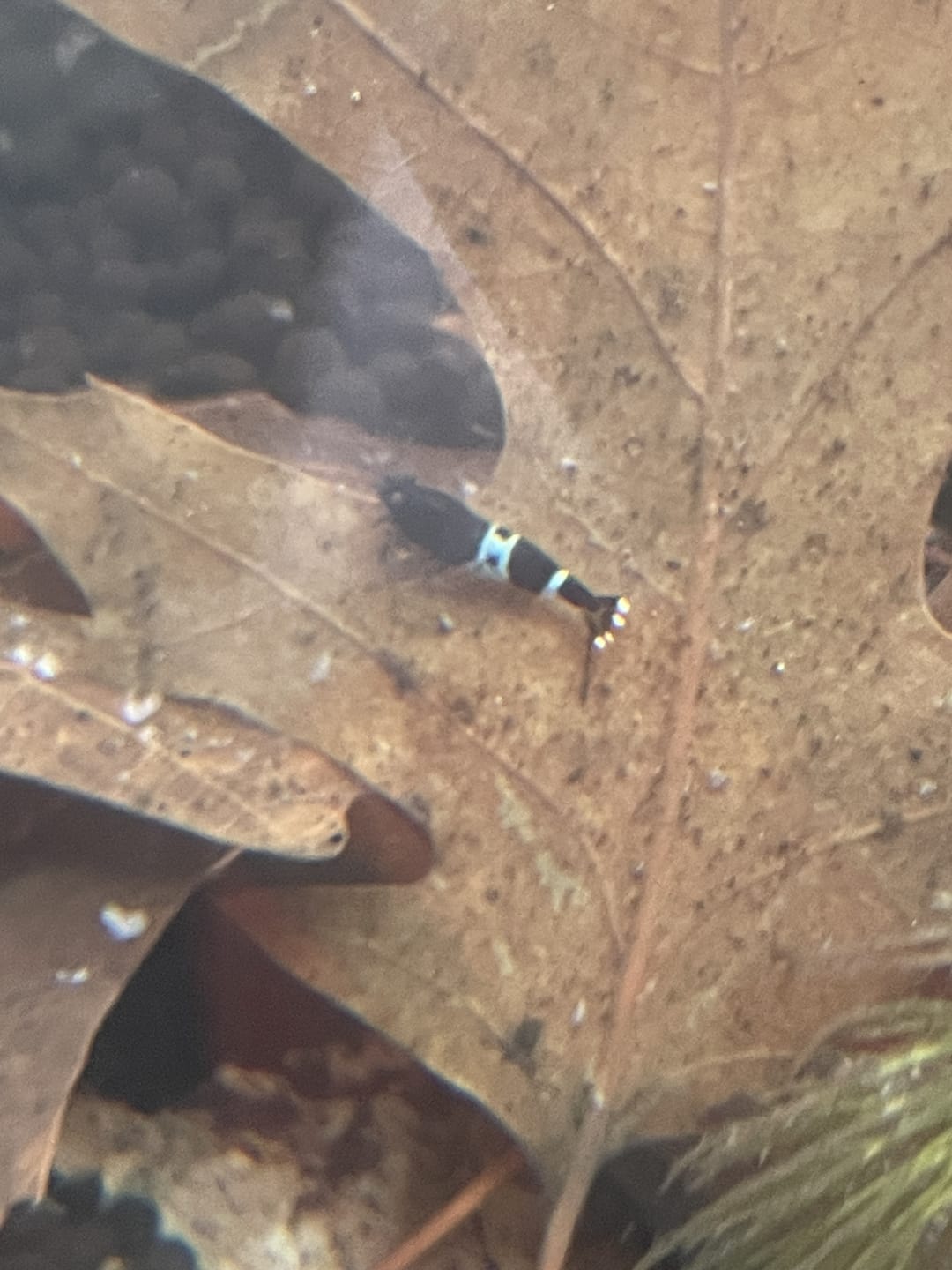 Customer photo review of Shadow Panda Shrimp