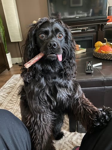 Customer photo review of 6 Inch Jumbo Bully Stick