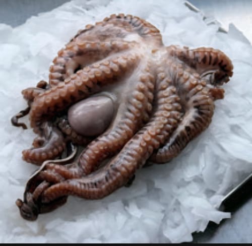 Customer photo review of Octopus Wild Caught Whole Frozen Carton