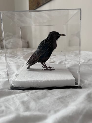 Customer photo review of Versatile Acrylic Display Cases with Double Sheet Base with Clear Case